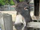 Friendly donkey