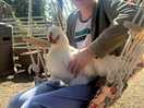 Holding the cockerel! missed pictures of the rabbit.