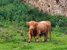 Highland cows