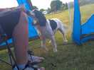 A lovely friendly dog