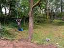 Dogs enjoyed the woodland walk