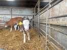 New calves born