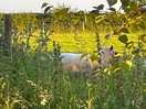 Sheep next door 🥰