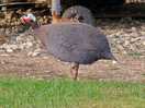 Guineafowl