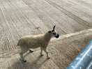 Lambs