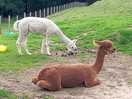 Alpacas on the edge of the camp
