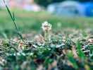 Nice grass
