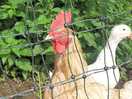 Alarm cock.