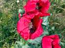 Wild poppy