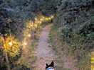 Lights