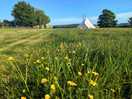Beautiful meadow