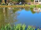 Lovely fishing pool