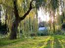 Willow tree by the pond