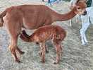 Resident alpacas