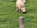 Sheep