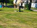 Horse riding available