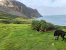 Coastal path