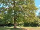 Tree on site