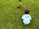 Roaming chickens