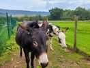Beautiful donkeys on site