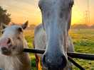 Friendly horses