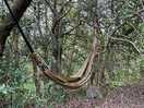 Hammock