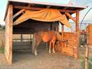 Cheval