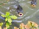 Hungry carp