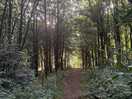 The dog trail on site