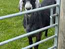 A very friendly goat!