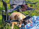 One happy dog!