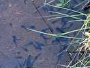 Tadpoles in the water on campsite