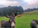Donkey