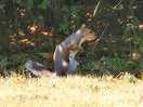Local wildlife