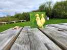 An easter card on the picnic table outside our camping pod