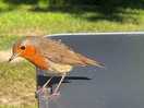 Roodborstje/ robin