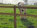 Horses in paddock