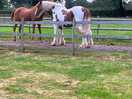 Horses