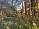 Nearby footpath.