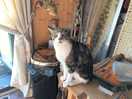 Pablo the cat!