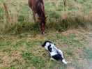 Doug made friends with the horse in the adjacent field