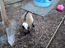 Goat pen