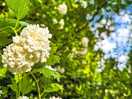Beautiful flowers in the garden