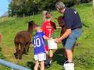 Feeding the alpacas