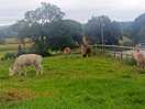 Alpacas and goats opposite our pitch.