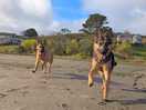 Dog friendly beaches within driving distance