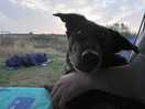Hean the dog was happy :)