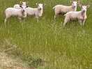 Local lambs a short walk away from site