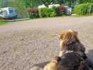 Sunny day at the camping