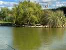 Lots of fish